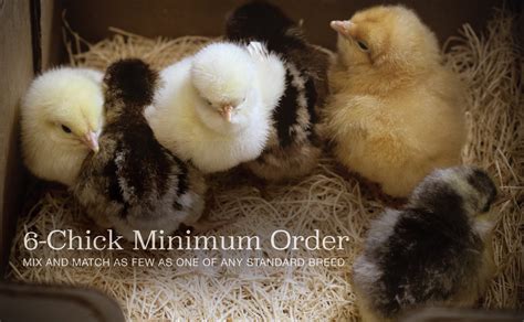 murry mcmurry|murray mcmurray hatchery my orders.